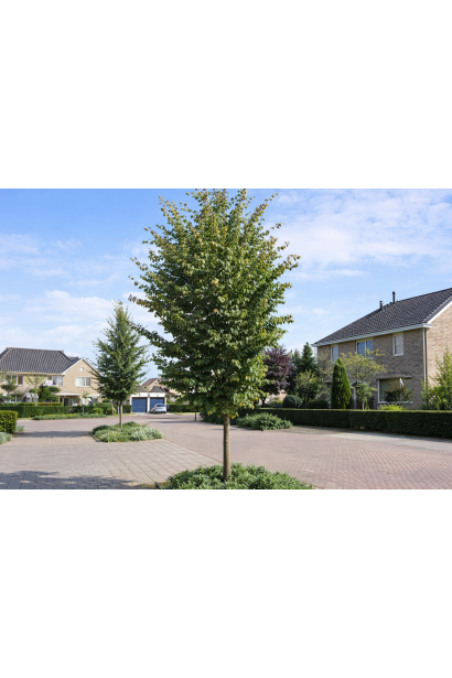 Парротія Ванесса кора